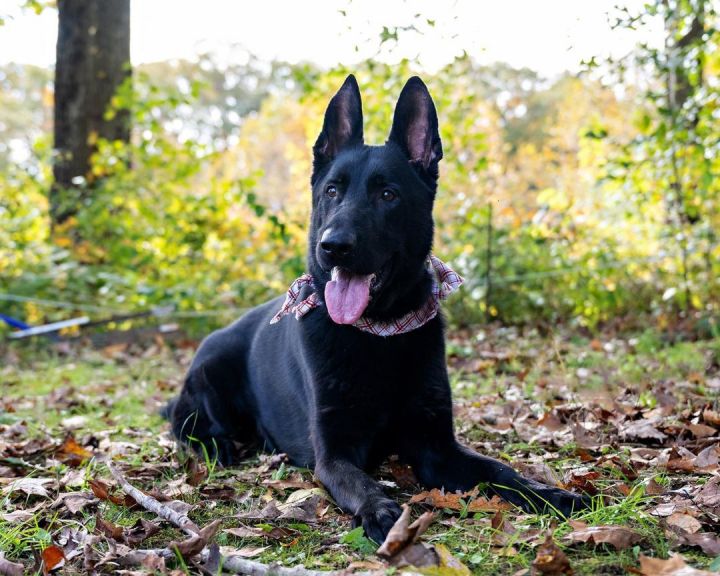 Otis , an adoptable German Shepherd Dog in Milford, CT_image-5