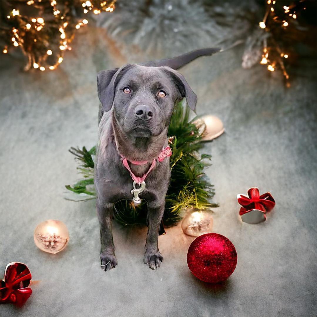 Pets for Adoption at Empire Animal Rescue Society, in Salamanca, NY