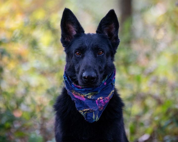 Raven , an adoptable German Shepherd Dog Mix in Milford, CT_image-2