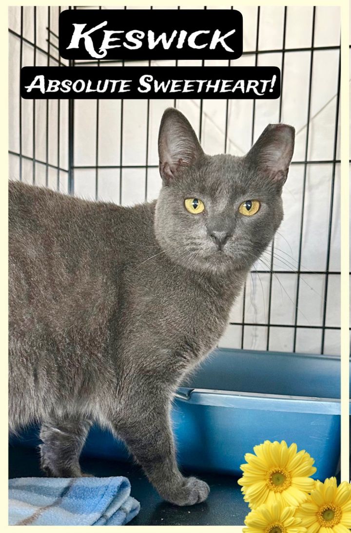 Keswick, Willow Grove, PA (FCID#09/28/2023-118), an adoptable Domestic Short Hair in Willow Grove, PA_image-2
