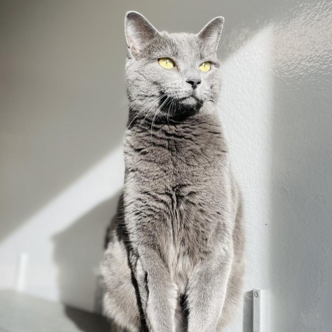 Gemma, an adoptable Domestic Short Hair in Great Falls, MT_image-1