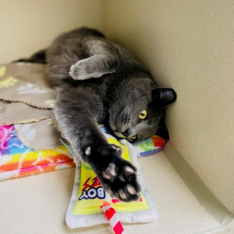Gemma, an adoptable Domestic Short Hair in Great Falls, MT_image-3