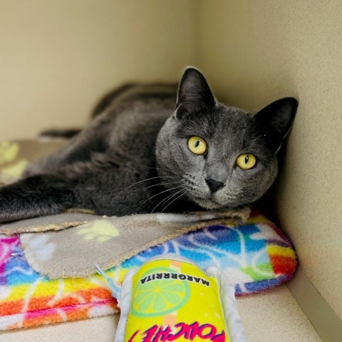 Gemma, an adoptable Domestic Short Hair in Great Falls, MT_image-4