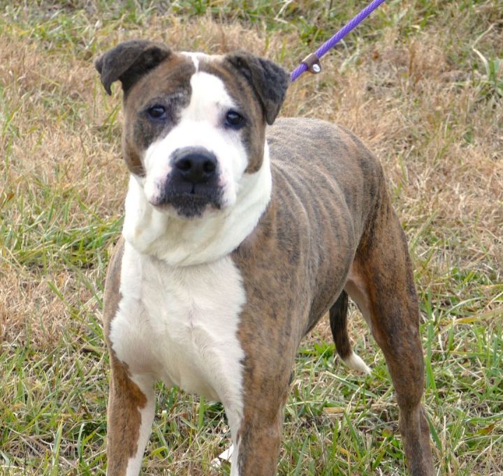 JUDE, an adoptable Pit Bull Terrier Mix in Beechbottom, WV_image-1