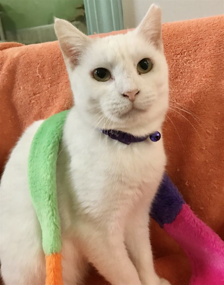 Puddy Cat 2