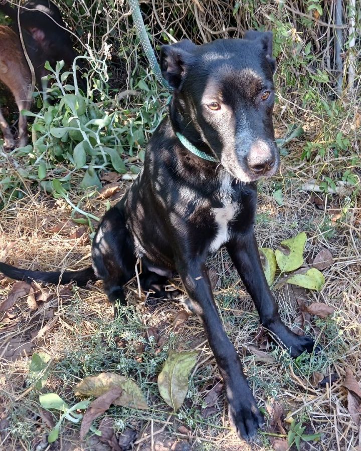Mr. Beane, an adoptable Labrador Retriever & Shepherd Mix in Templeton , CA_image-4