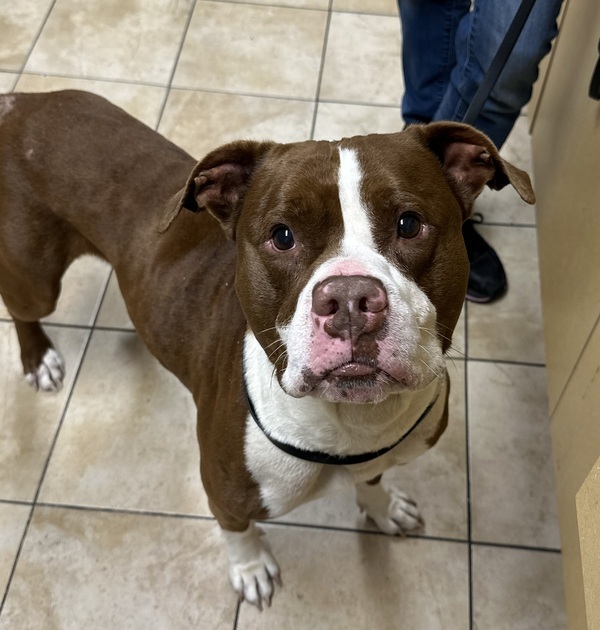 Dog for adoption - Benny (mcas), a Pit Bull Terrier & Boxer Mix in ...