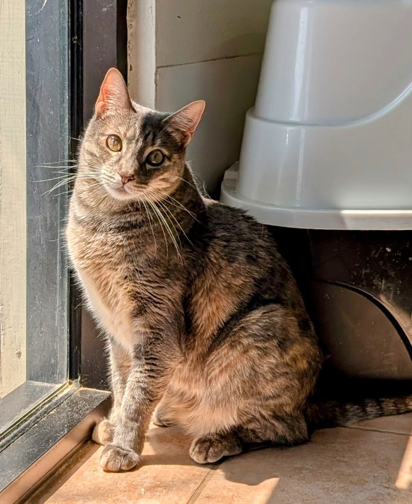 Thalia, an adoptable Domestic Short Hair in Youngtown, AZ, 85363 | Photo Image 4