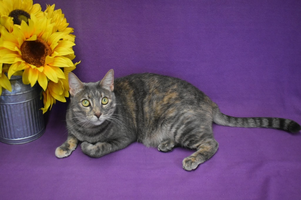 Thalia, an adoptable Domestic Short Hair in Peoria, AZ, 85345 | Photo Image 4