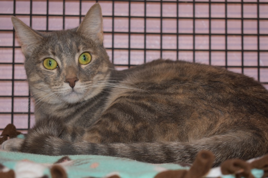 Thalia, an adoptable Domestic Short Hair in Peoria, AZ, 85345 | Photo Image 5