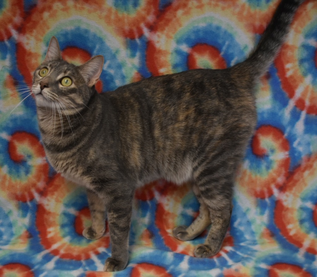 Thalia, an adoptable Domestic Short Hair in Peoria, AZ, 85345 | Photo Image 6