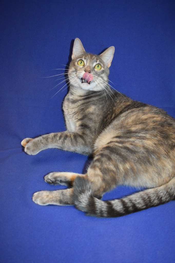 Thalia, an adoptable Domestic Short Hair in Peoria, AZ, 85345 | Photo Image 7