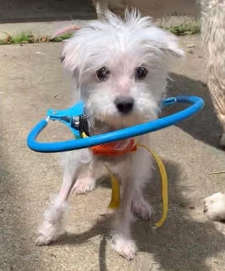 Happy and Friendly Snow!, an adopted Maltese in Marlton, NJ_image-2