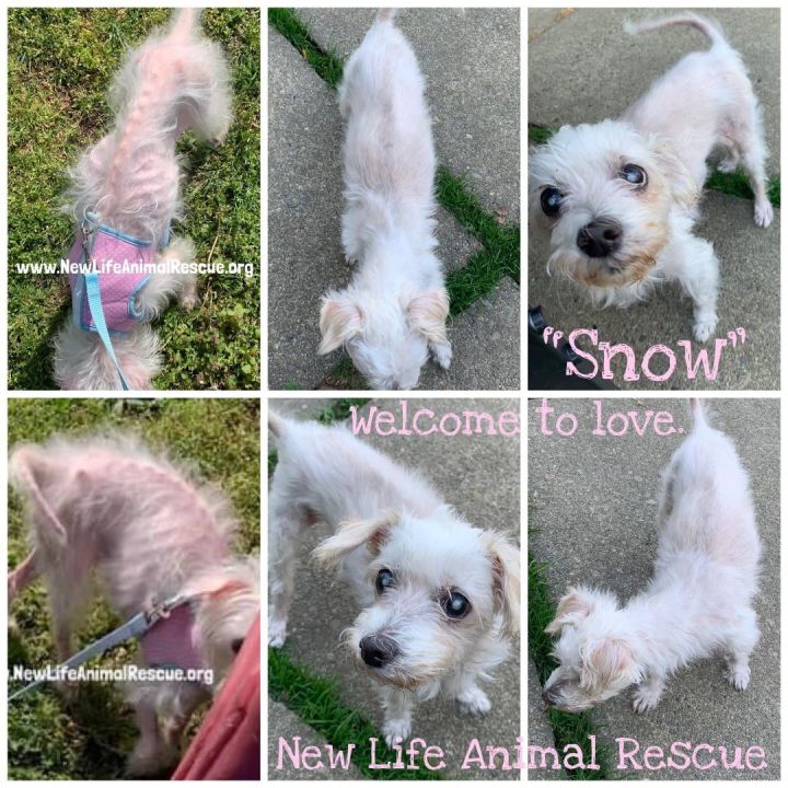 Happy and Friendly Snow!, an adopted Maltese in Marlton, NJ_image-5