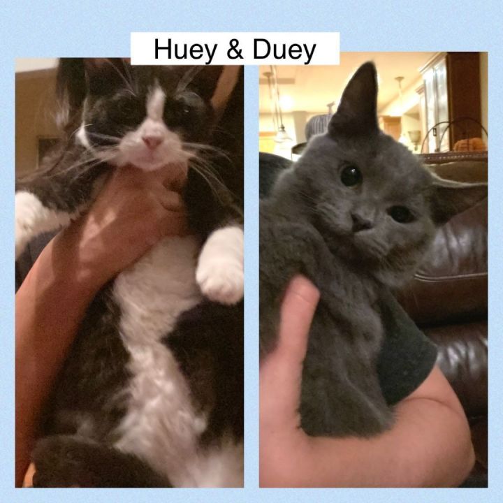 Huey & Duey, an adopted Domestic Short Hair in Mokena, IL_image-1