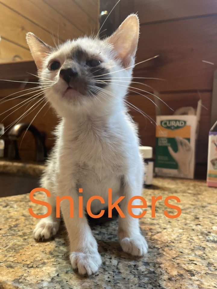 Snickers 1