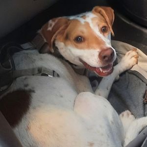 85 - Lemon Tart, Adult Male Hound