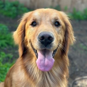 Golden retriever sale petfinder