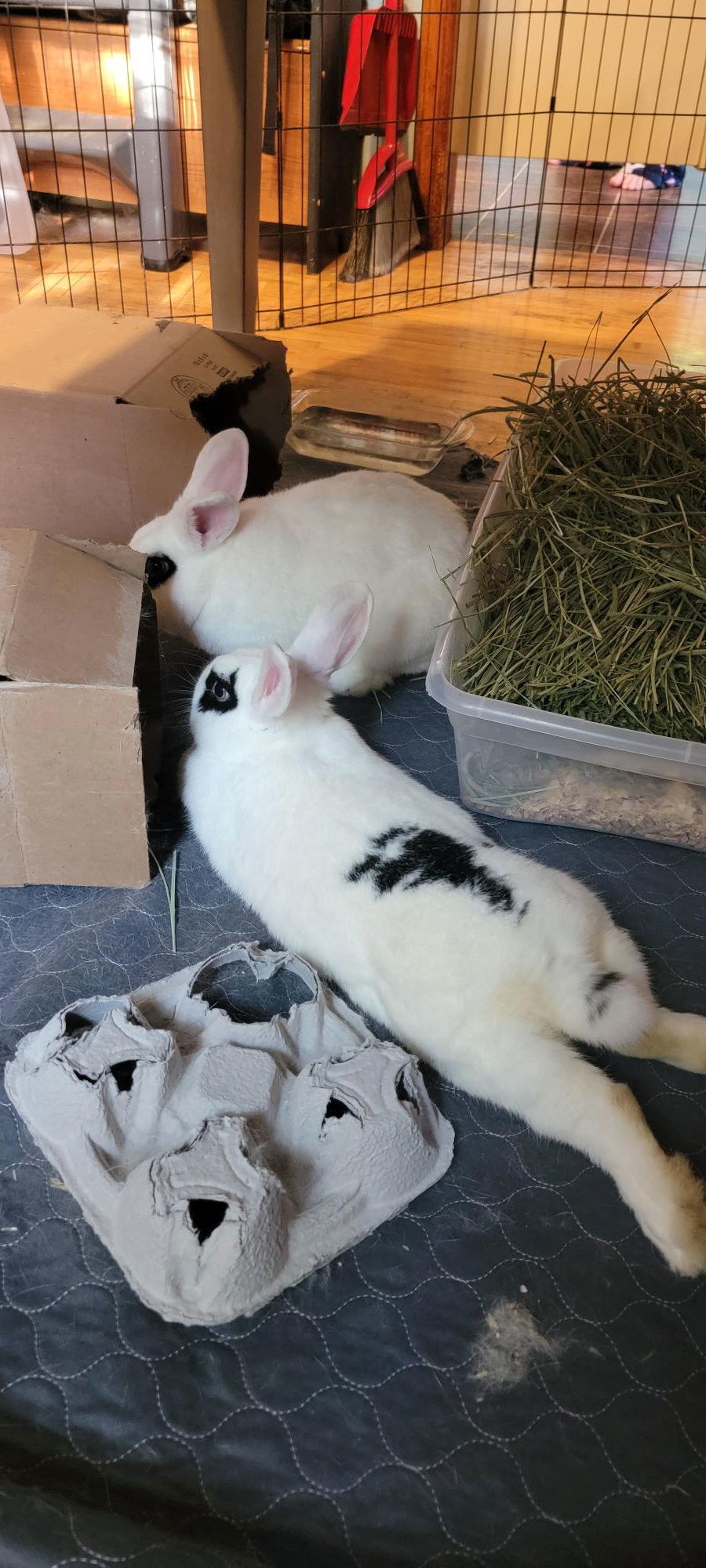 Frank and Red