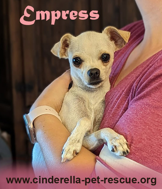 Chihuahua 2024 adoptions sa