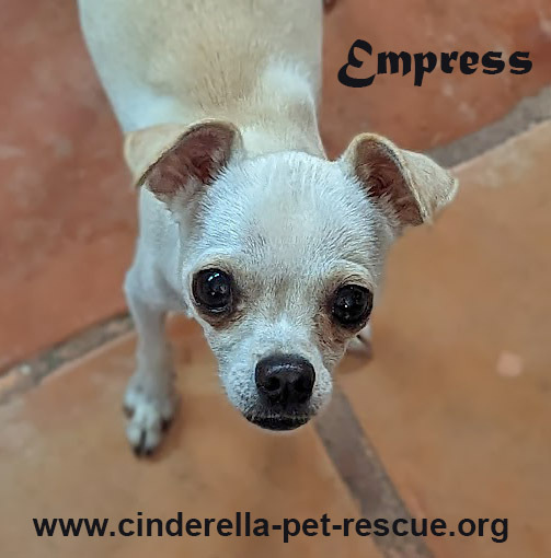Empress, an adoptable Italian Greyhound, Chihuahua in Mission, TX, 78574 | Photo Image 2