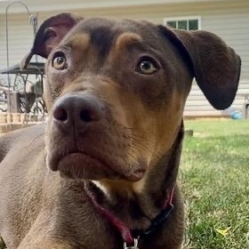 Cherry Nala