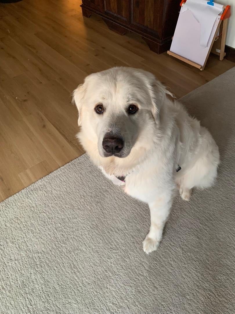Chole, an adoptable Great Pyrenees in Neshkoro, WI, 54960 | Photo Image 4