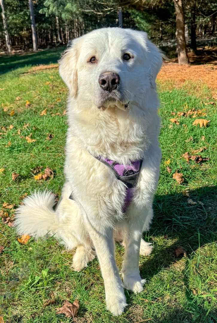 Chole, an adoptable Great Pyrenees in Neshkoro, WI, 54960 | Photo Image 1