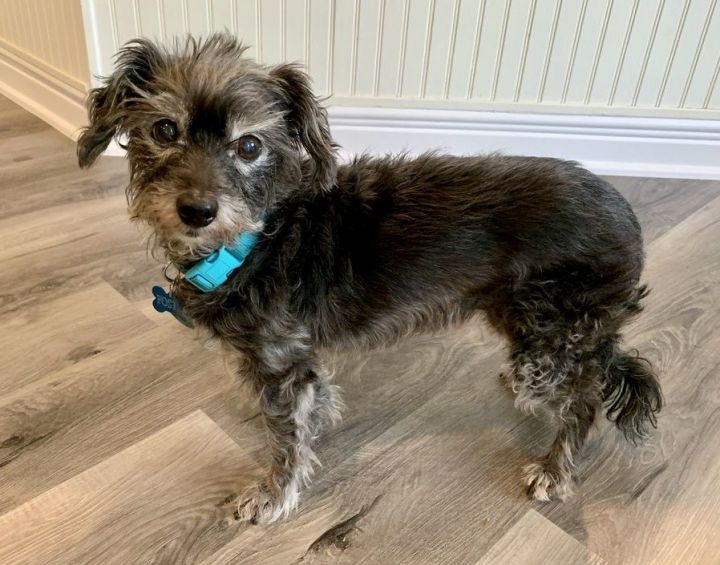 Shih tzu mixed with best sale miniature schnauzer