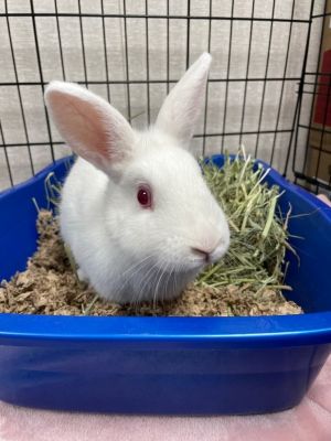 Misty-Bonded to Sugar Cookie Florida White Rabbit