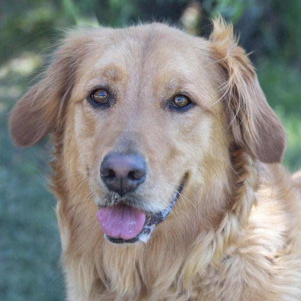 Petfinder sales golden retriever