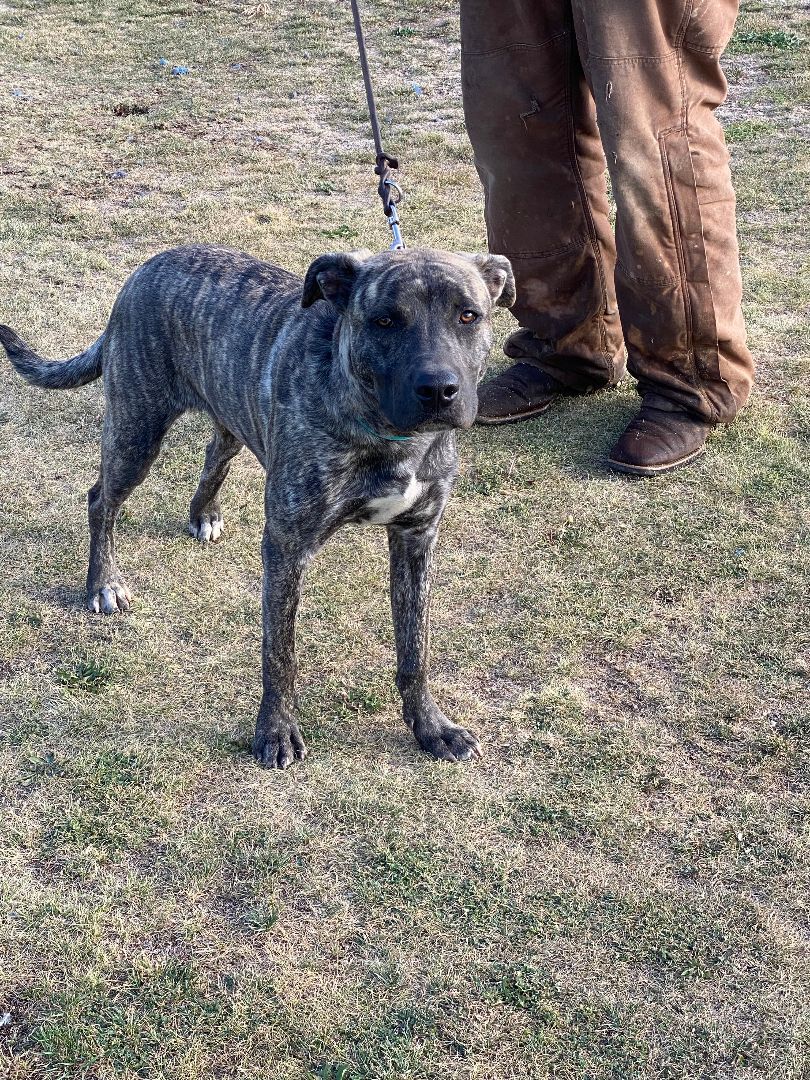 Rip, an adoptable American Staffordshire Terrier in Kuna, ID, 83634 | Photo Image 1
