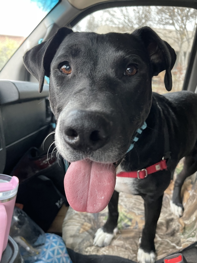 Disco, an adoptable Labrador Retriever, American Staffordshire Terrier in Denver, CO, 80220 | Photo Image 1