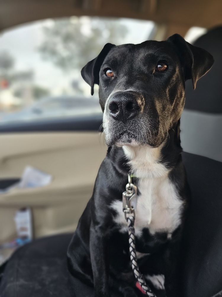 Disco, an adoptable Labrador Retriever, American Staffordshire Terrier in Denver, CO, 80220 | Photo Image 2