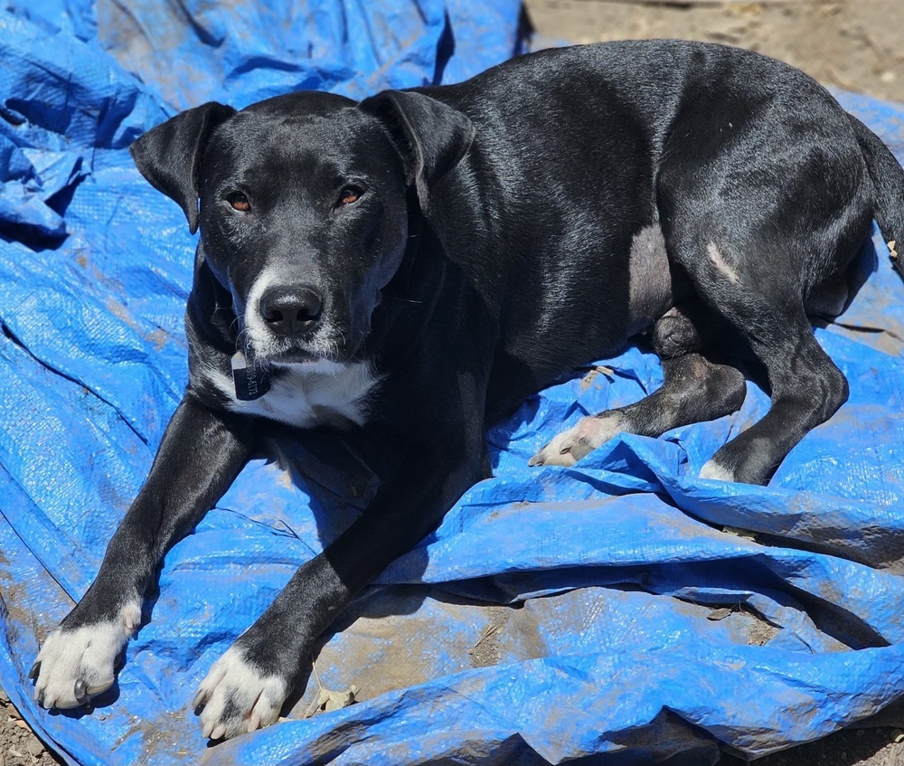 Disco, an adoptable Labrador Retriever, American Staffordshire Terrier in Denver, CO, 80220 | Photo Image 3