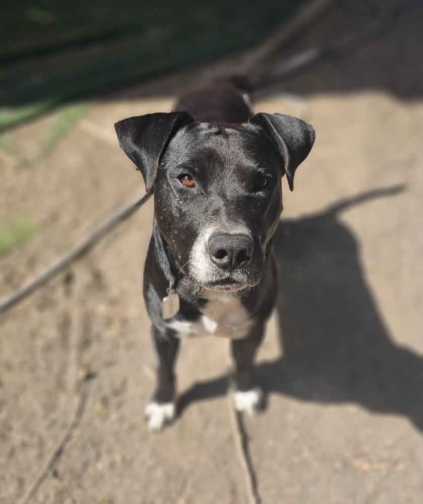 Disco, an adoptable Labrador Retriever, American Staffordshire Terrier in Denver, CO, 80220 | Photo Image 4