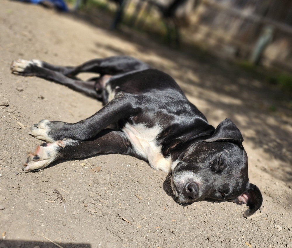 Disco, an adoptable Labrador Retriever, American Staffordshire Terrier in Denver, CO, 80220 | Photo Image 5