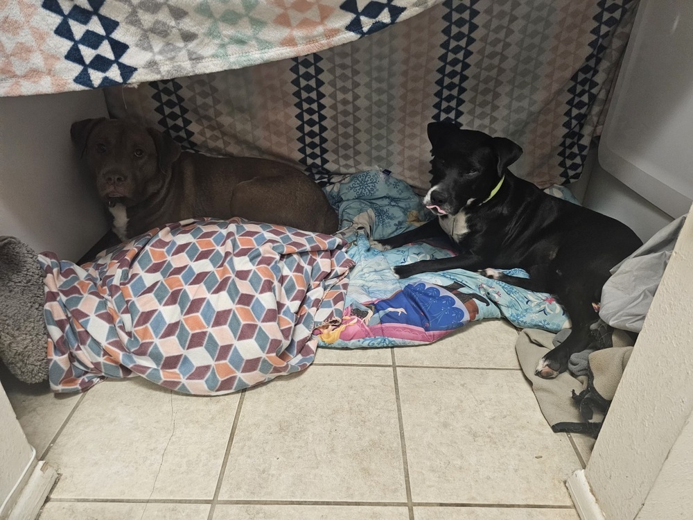 Disco, an adoptable Labrador Retriever, American Staffordshire Terrier in Denver, CO, 80220 | Photo Image 6