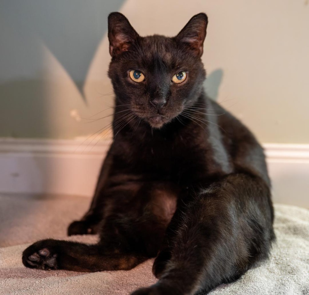 Spooky (FIV+) (100% Sponsored!)