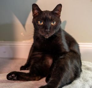 Spooky (FIV+) (100% Sponsored!), Senior Male Domestic Short Hair