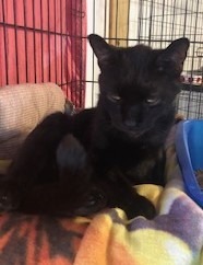 Spooky (FIV+) (100% Sponsored!)