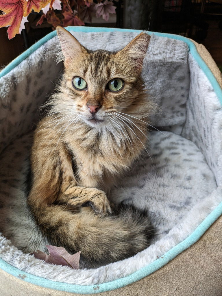 Snickerdoodle, an adoptable Domestic Long Hair in San Antonio, TX, 78247 | Photo Image 1