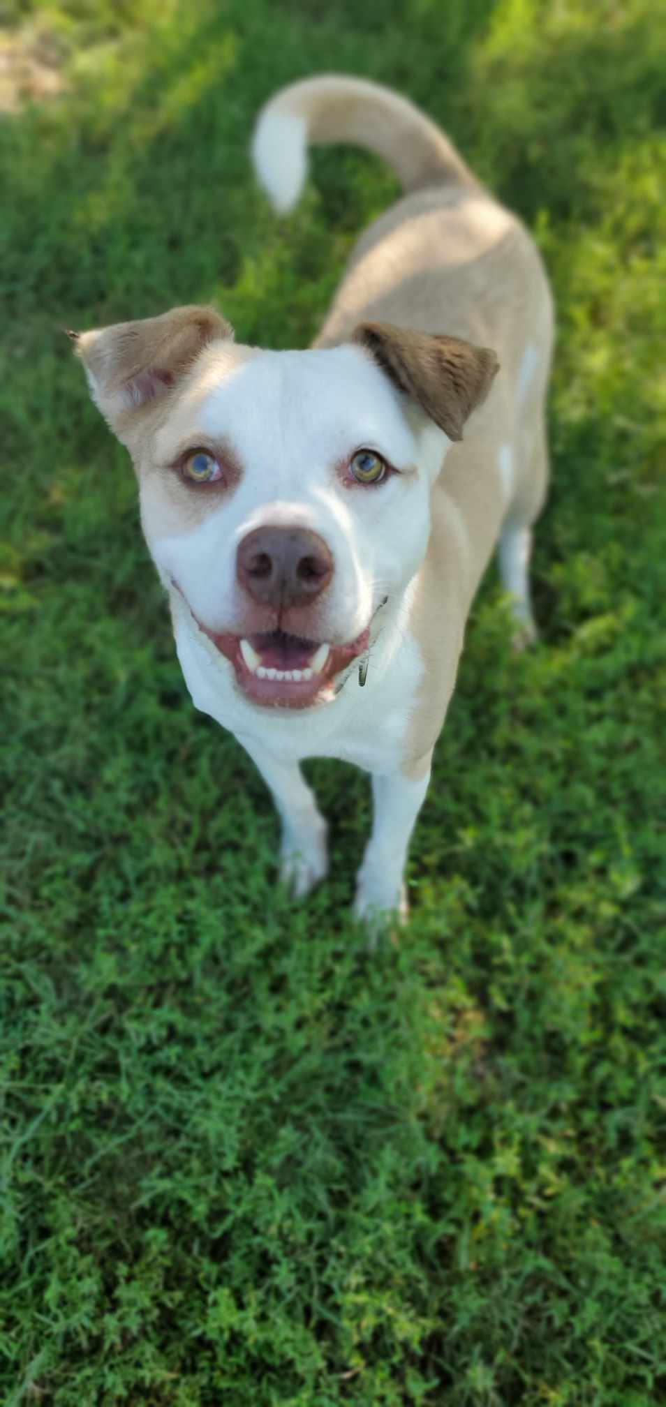 Poncho, an adoptable Pit Bull Terrier in Boston, KY, 40107 | Photo Image 1