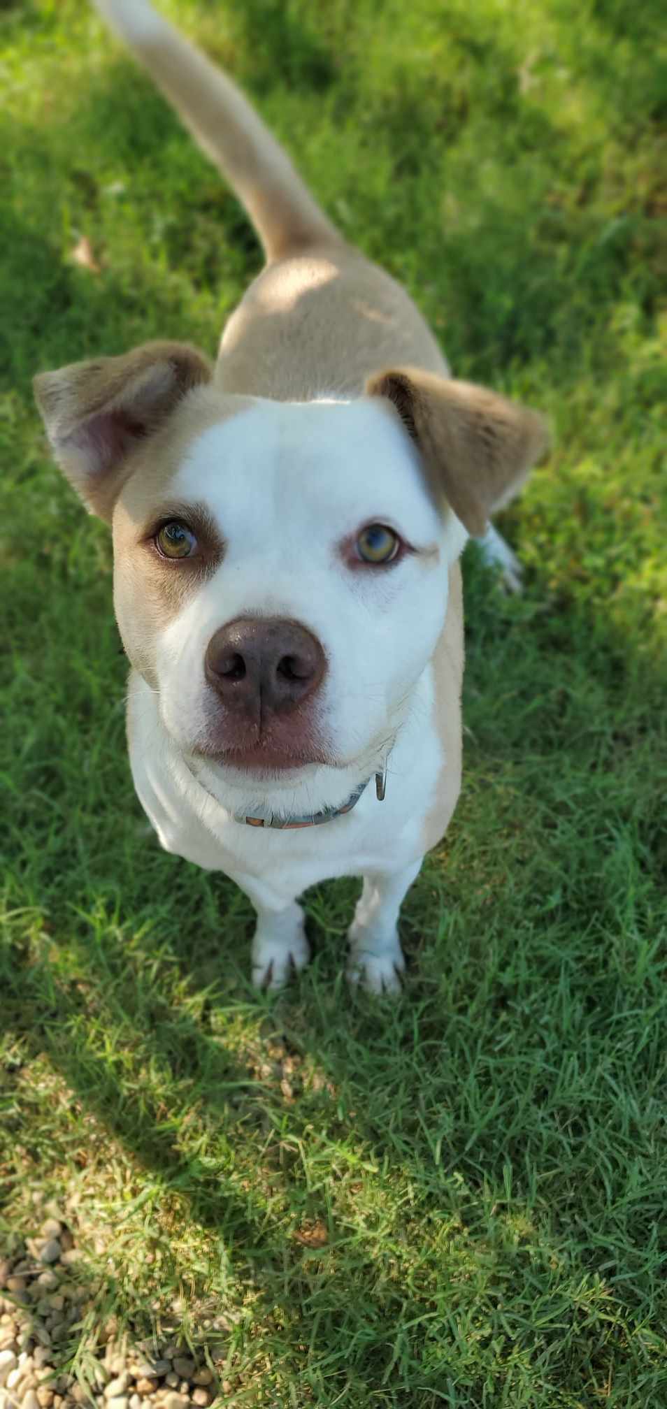 Poncho, an adoptable Pit Bull Terrier in Boston, KY, 40107 | Photo Image 2