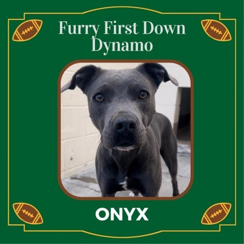 Onyx 5
