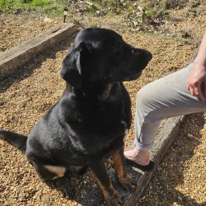 Cyrus, Adult Male Newfoundland Dog