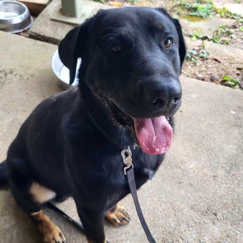 Samoyed 2024 rottweiler mix