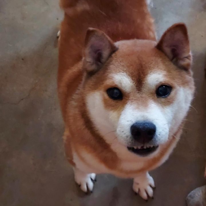 Shiba best sale inu petfinder