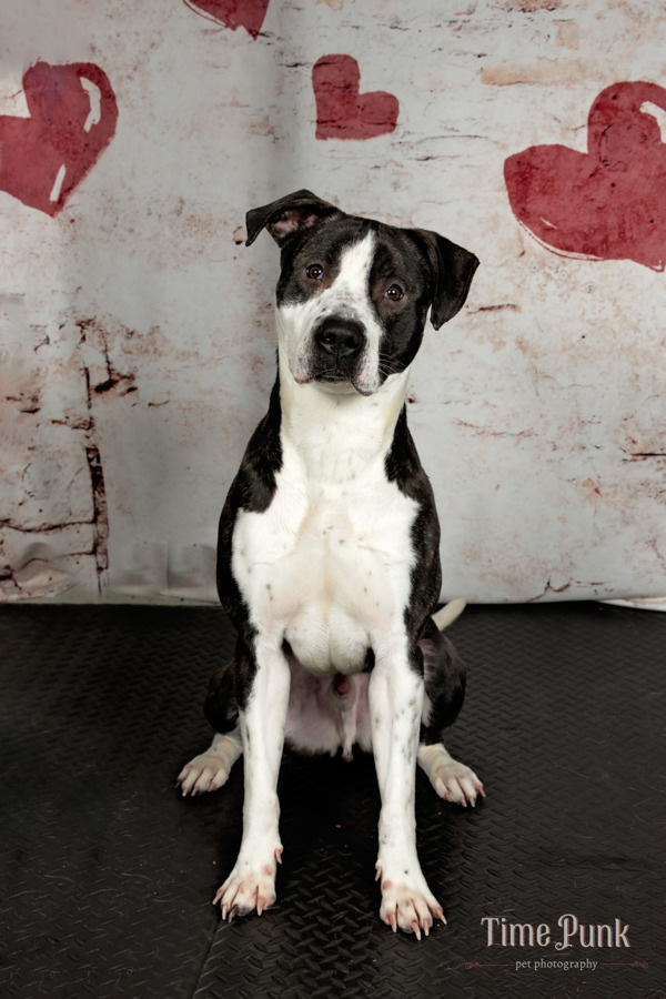 *Blake*, an adoptable Pit Bull Terrier in Salt Lake City, UT, 84123 | Photo Image 1