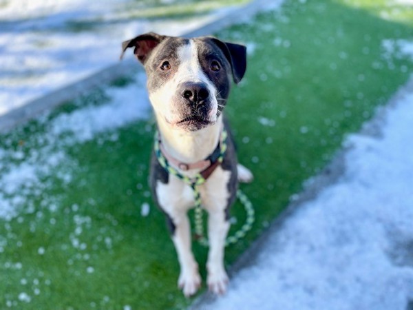 *Blake*, an adoptable Pit Bull Terrier in Salt Lake City, UT, 84123 | Photo Image 3